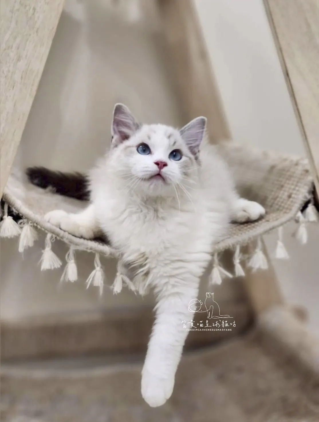 布偶貓/海豹山貓雙男孩