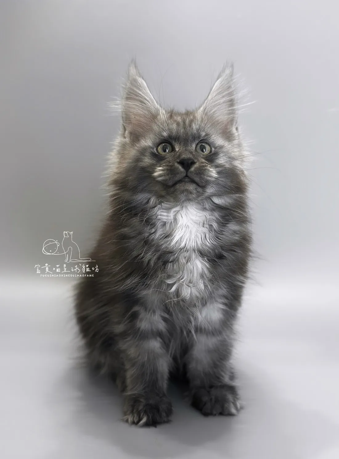 緬因貓/銀煙燻男孩