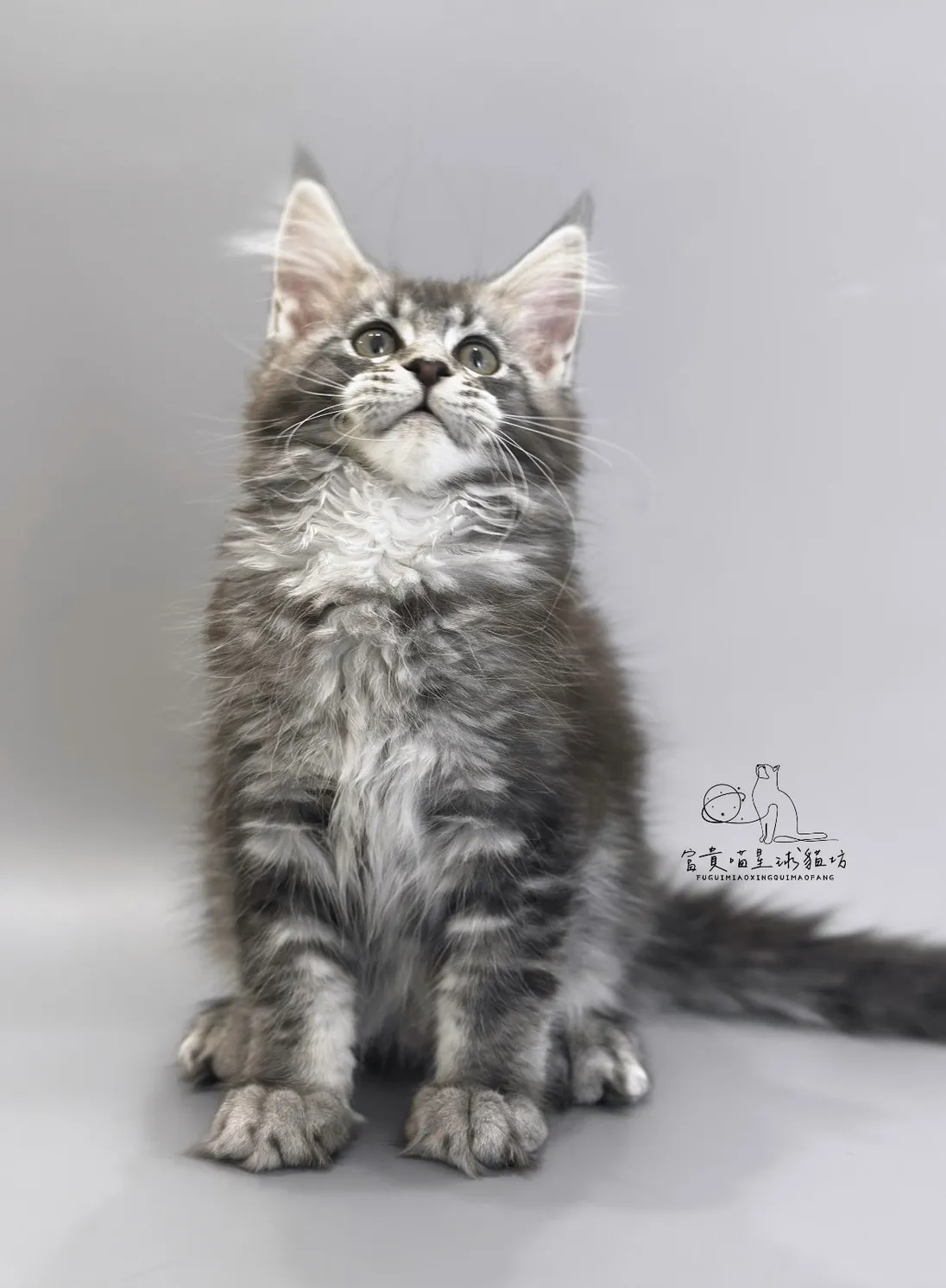 緬因貓/銀虎斑女孩