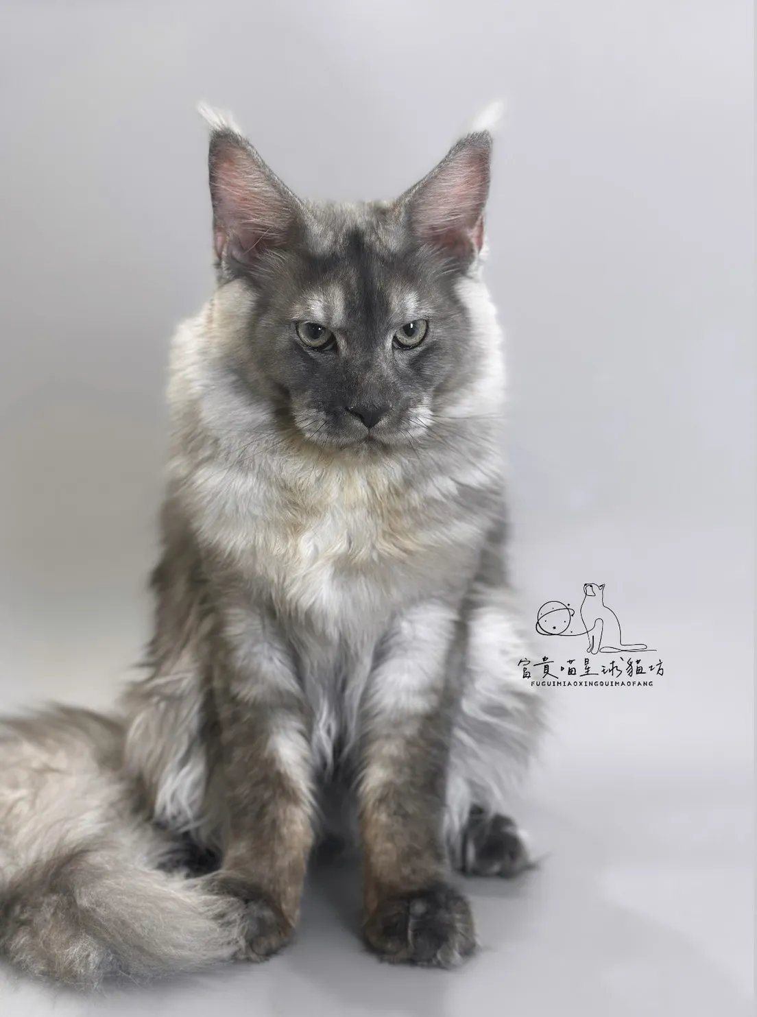 緬因貓/銀煙燻男孩