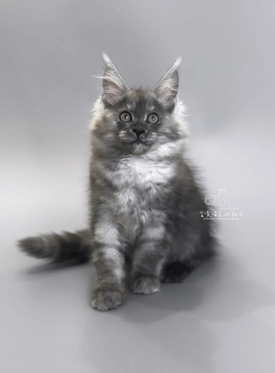 緬因貓/黑銀虎斑女孩