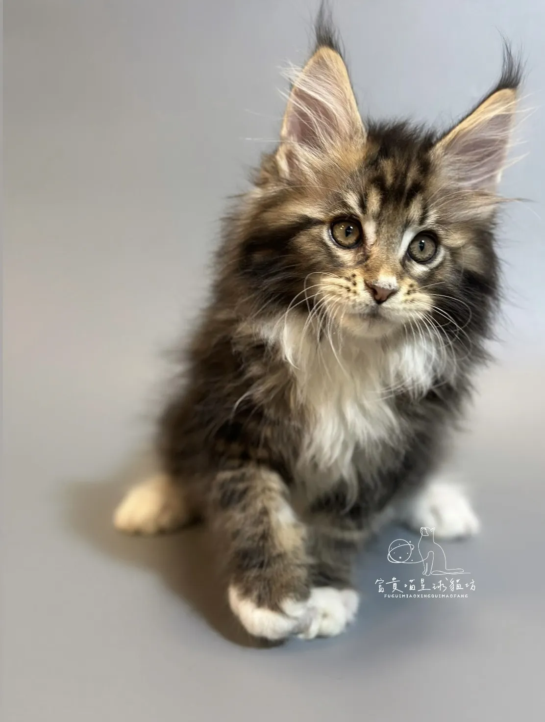 緬因貓/棕虎斑白襪男孩