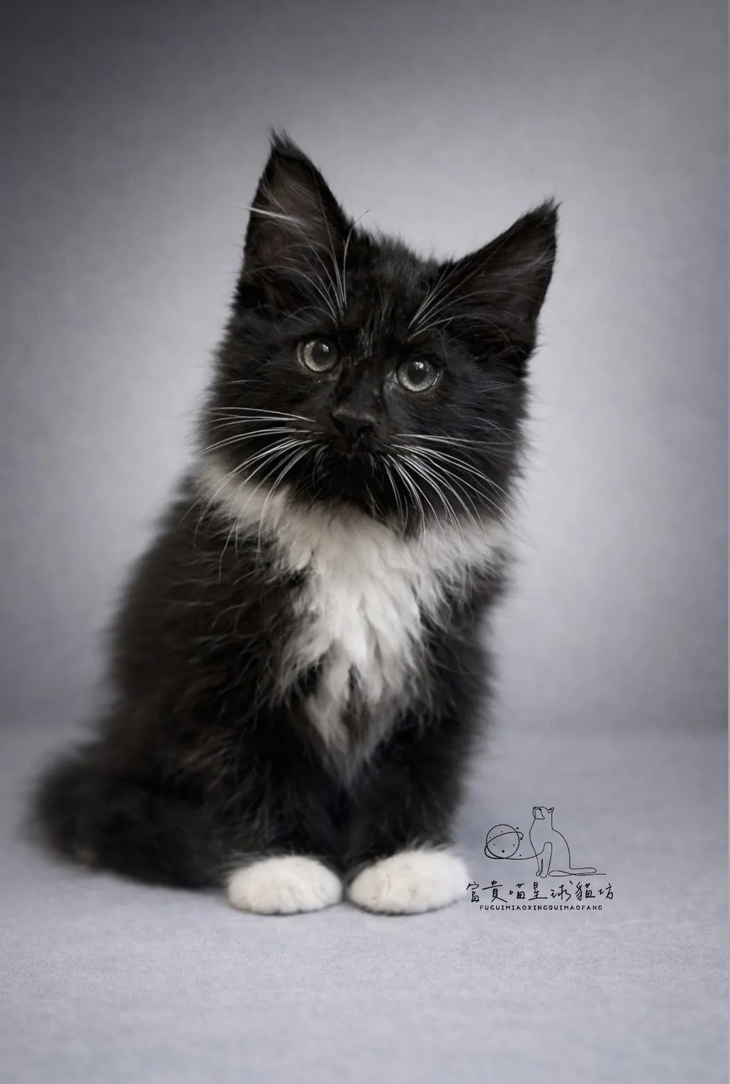 緬因貓/白領白襪男孩