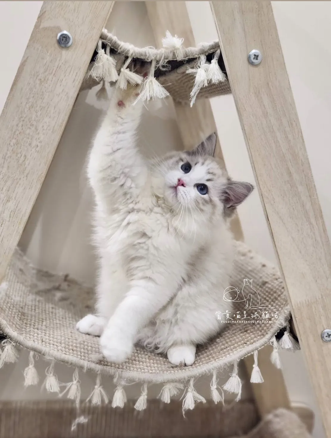 布偶貓/海豹山貓雙女孩