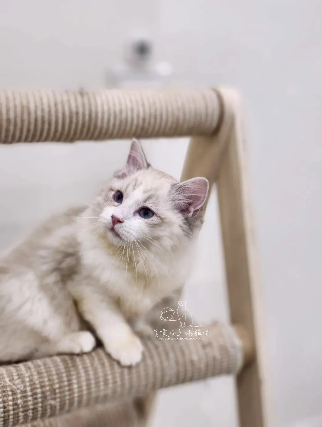 布偶貓/海豹山貓雙男孩