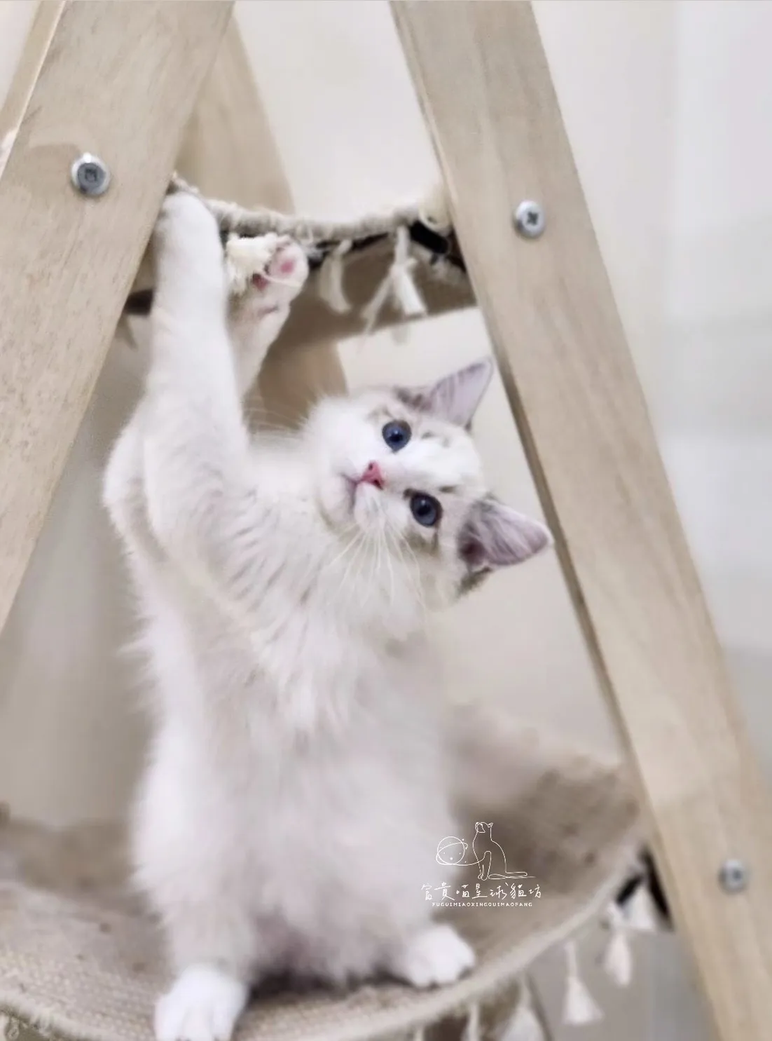 布偶貓/海豹山貓雙男孩