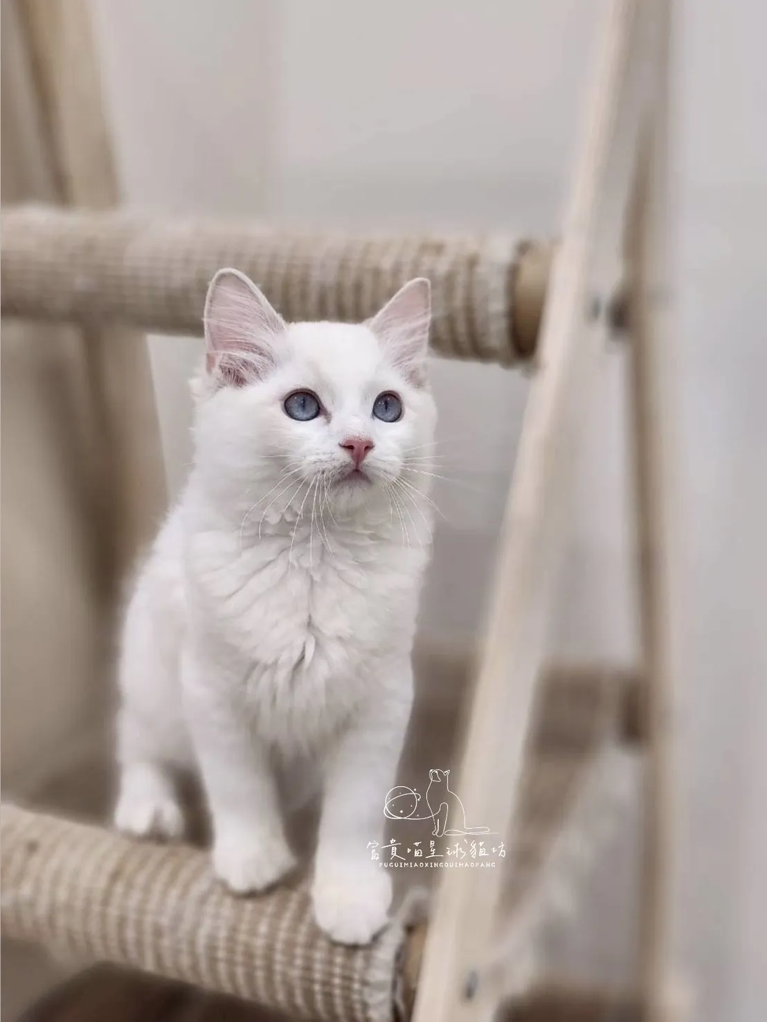 布偶貓/藍雙色男孩