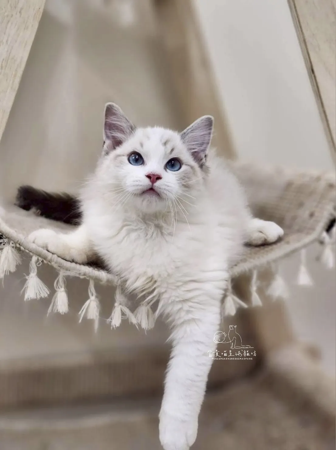 布偶貓/海豹山貓雙男孩