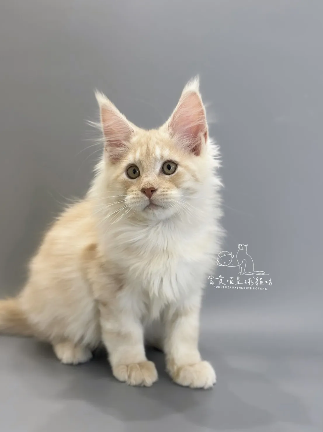 緬因貓/凱米爾男孩