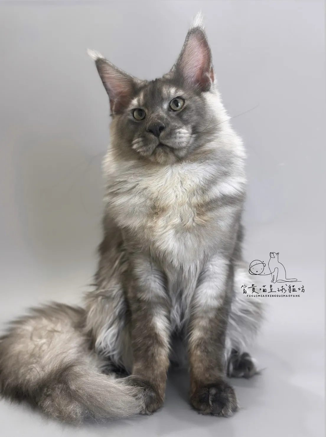 緬因貓/銀煙燻男孩