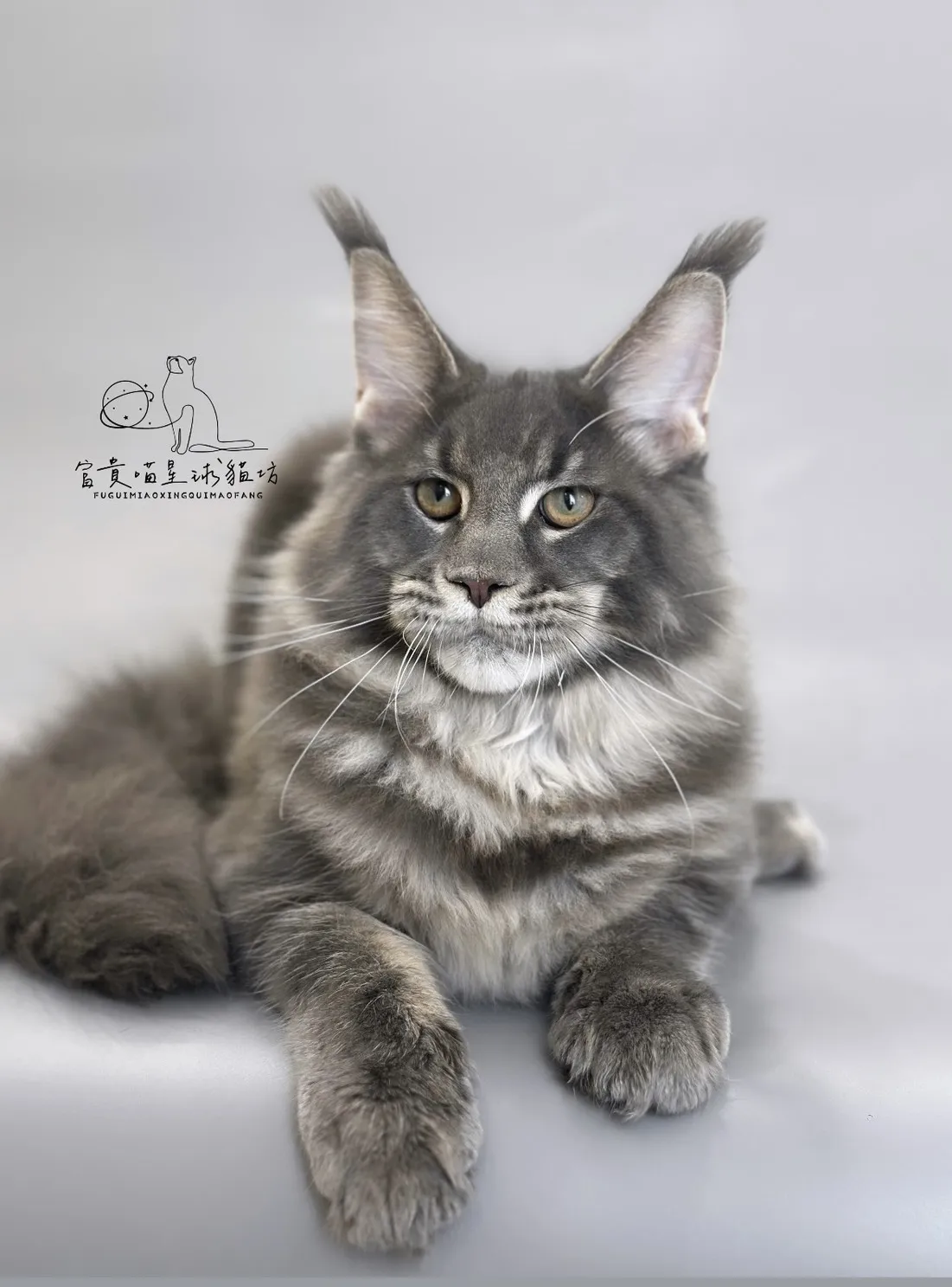 緬因貓/藍虎斑男孩