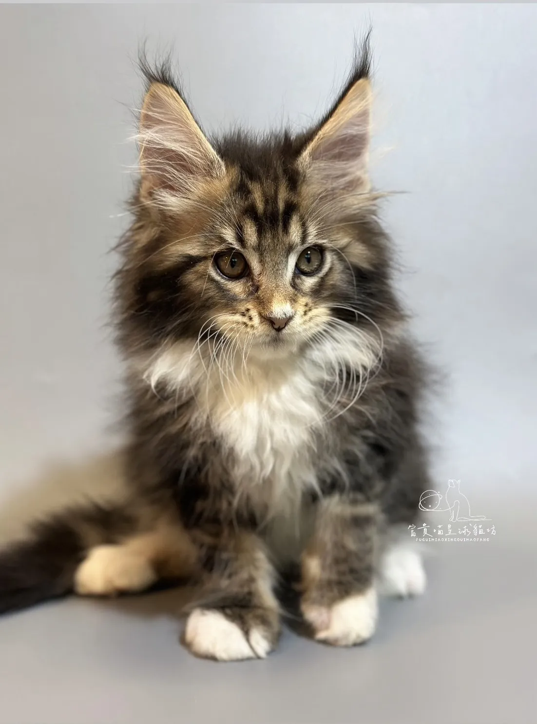 緬因貓/棕虎斑白襪男孩