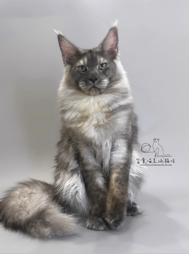 緬因貓/銀煙燻男孩