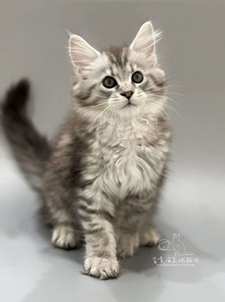 緬因貓/銀虎斑女孩