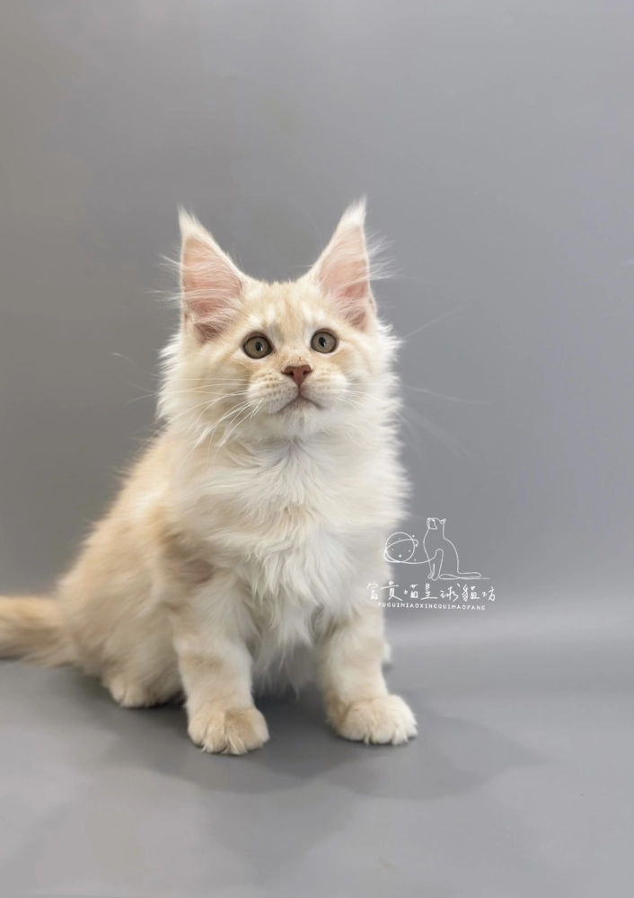 緬因貓/凱米爾男孩