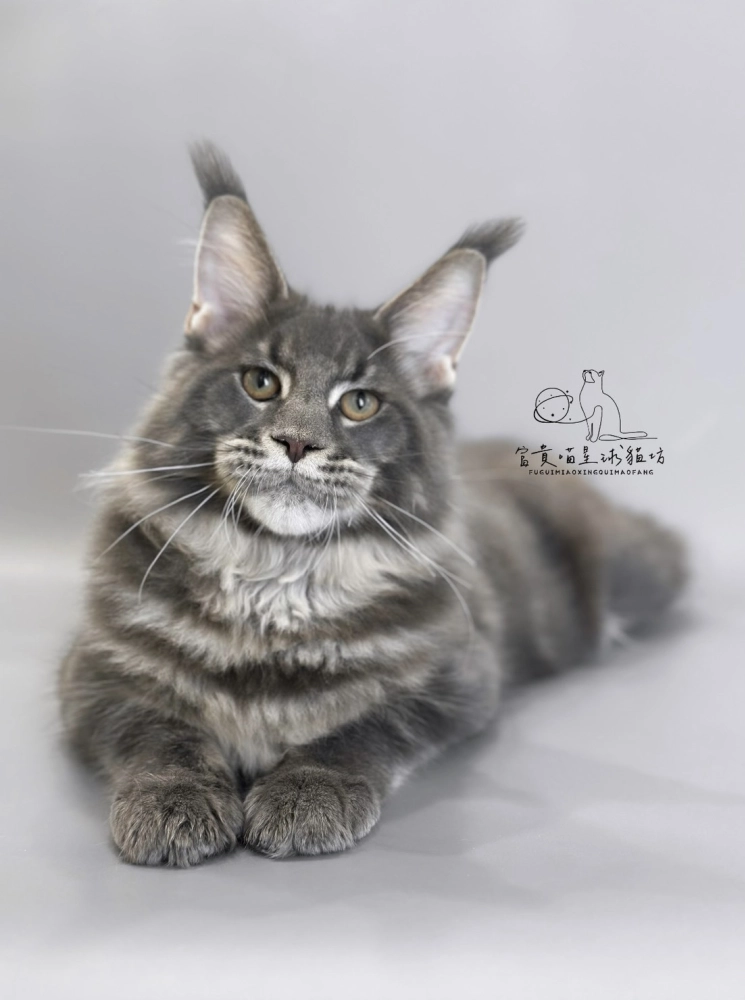 緬因貓/藍虎斑男孩