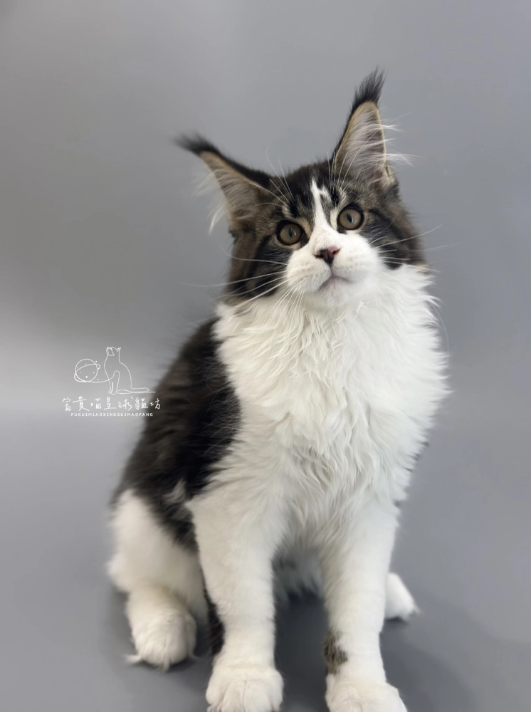 緬因貓/棕虎斑賓士男