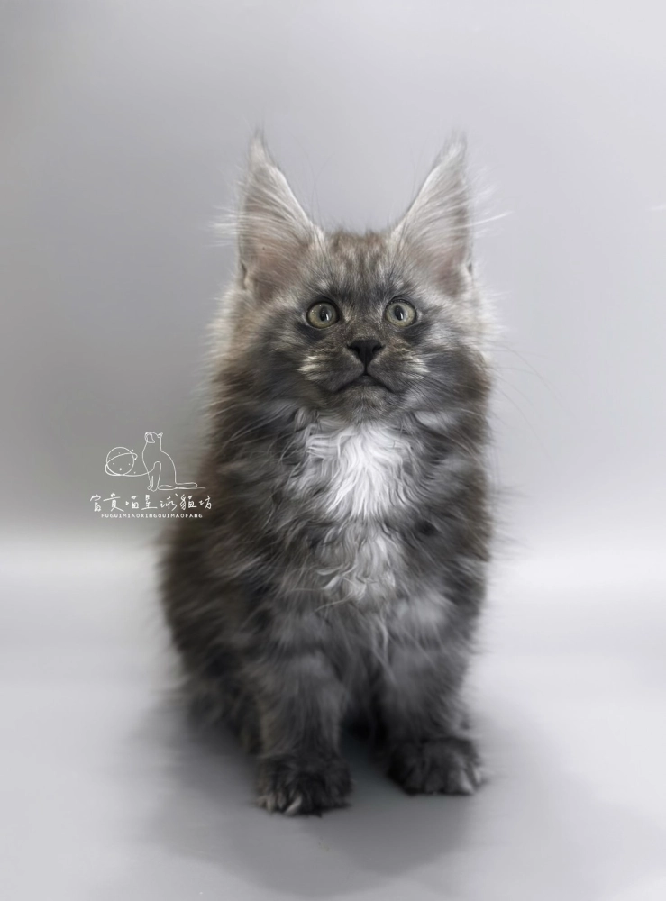 緬因貓/銀煙燻男孩