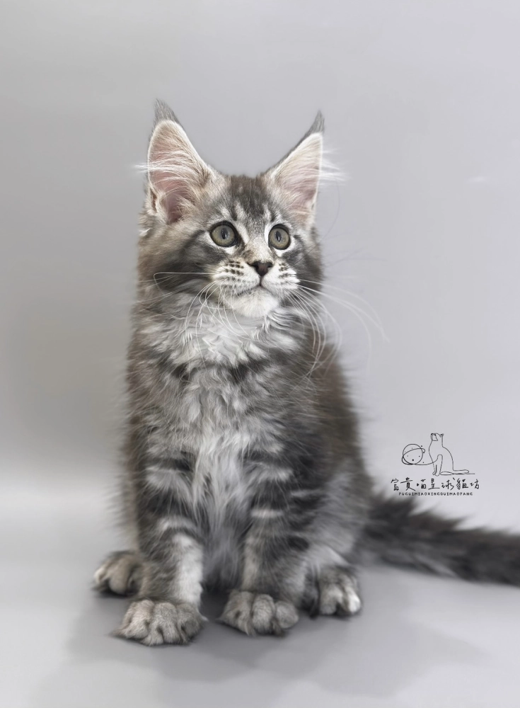 緬因貓/銀虎斑女孩