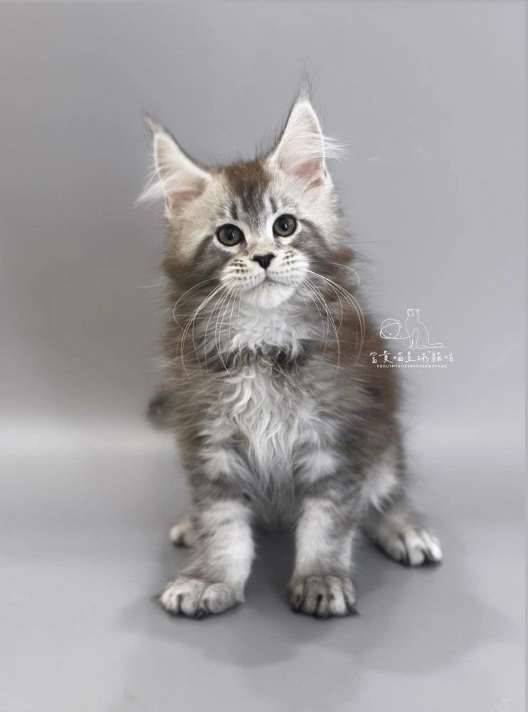 緬因貓/銀虎斑男孩