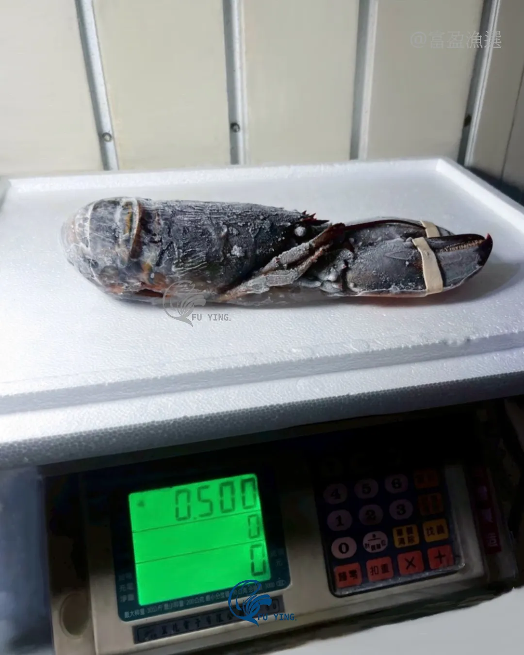 生凍波士頓龍蝦