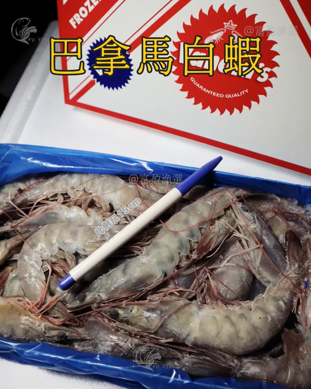 生凍白蝦 20/30