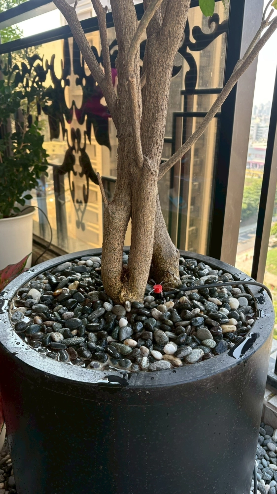 自動噴灌灑水系統