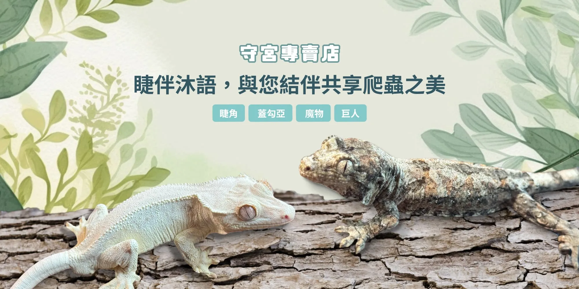睫伴沐語寵物工作室-守宮爬蟲店,守宮買賣,苗栗守宮爬蟲店,竹南守宮爬蟲店
