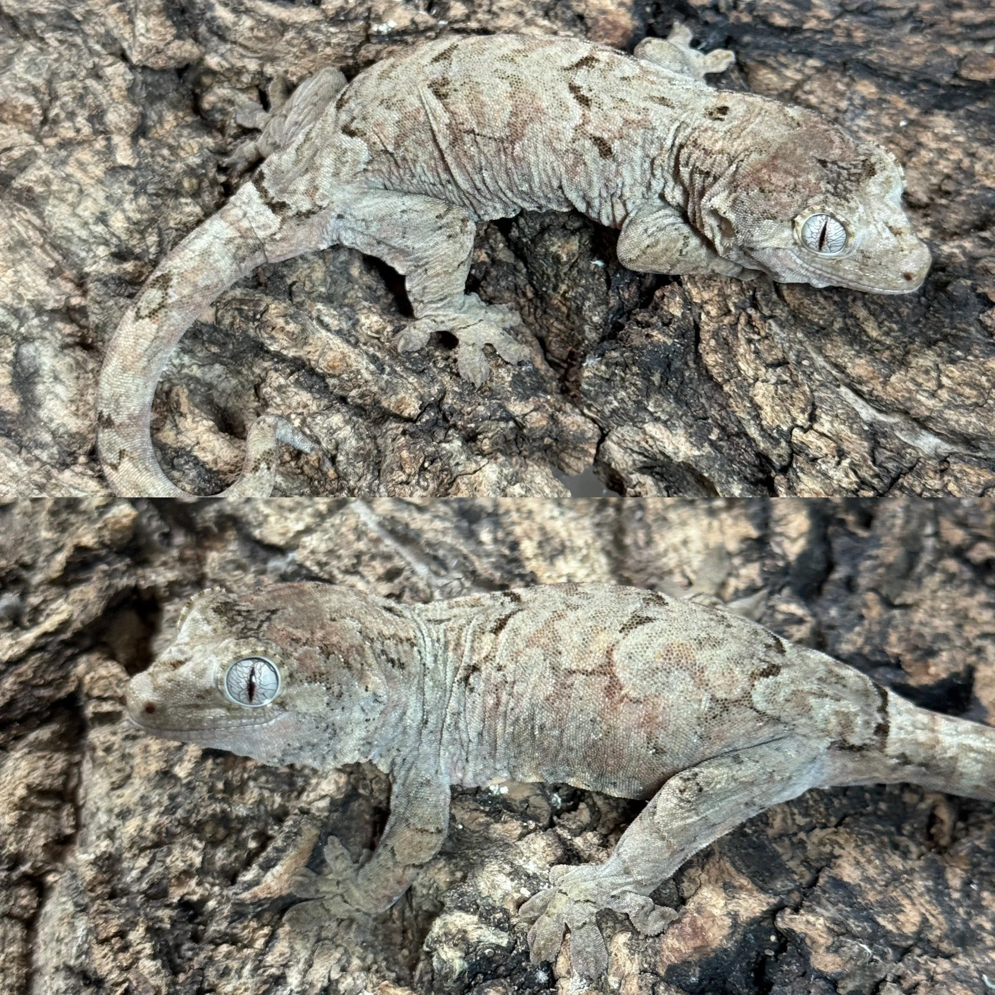 Mossy 3 主島魔物