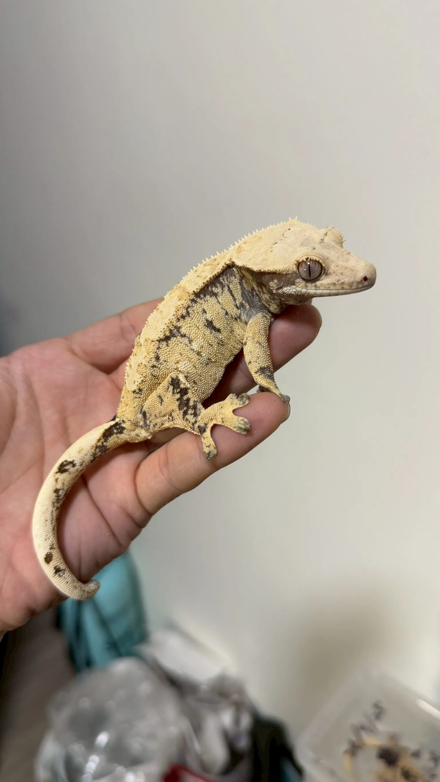 CB28-2 極致黑底黃奶油