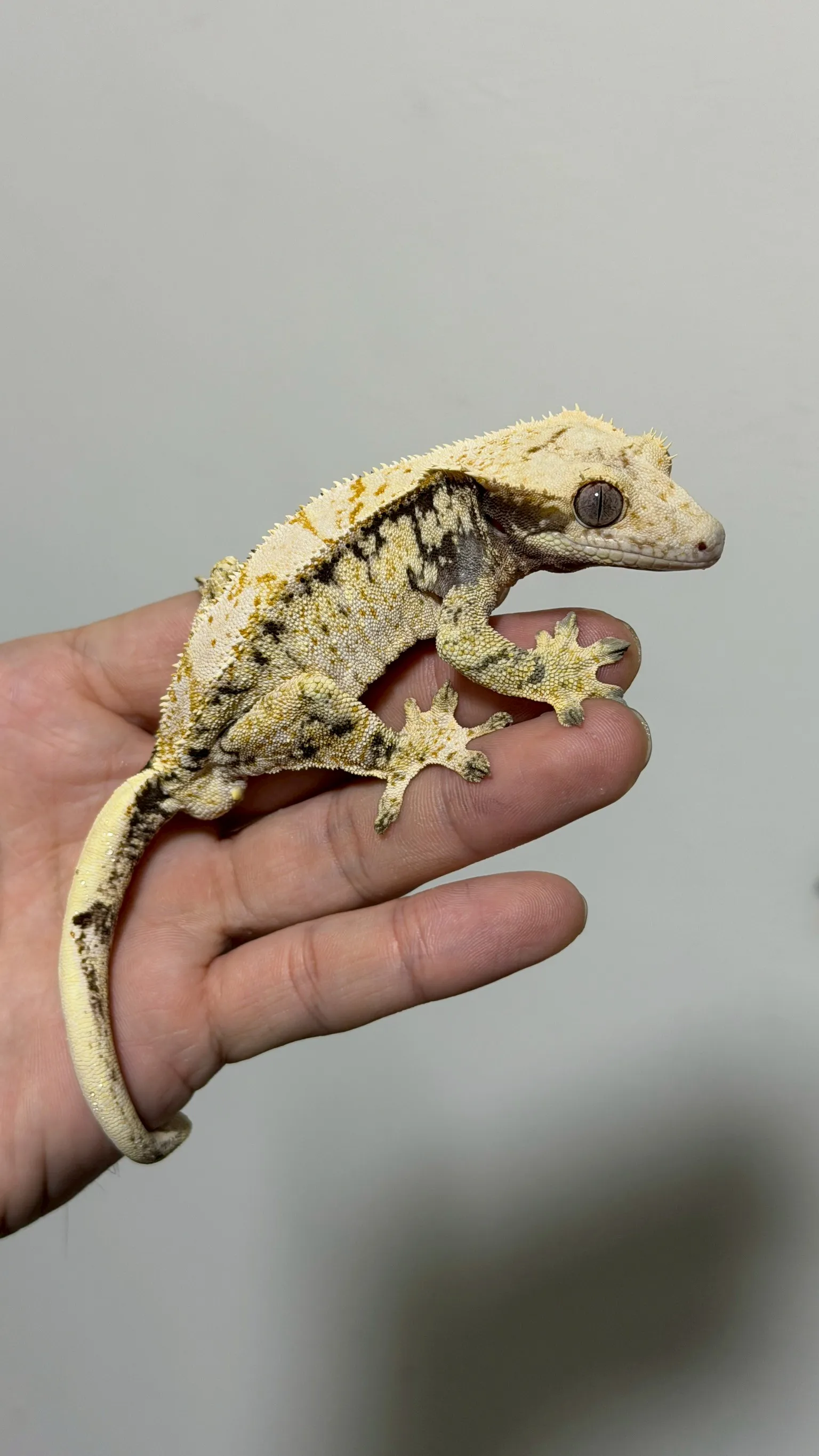 CB26-2 極致奶油三色