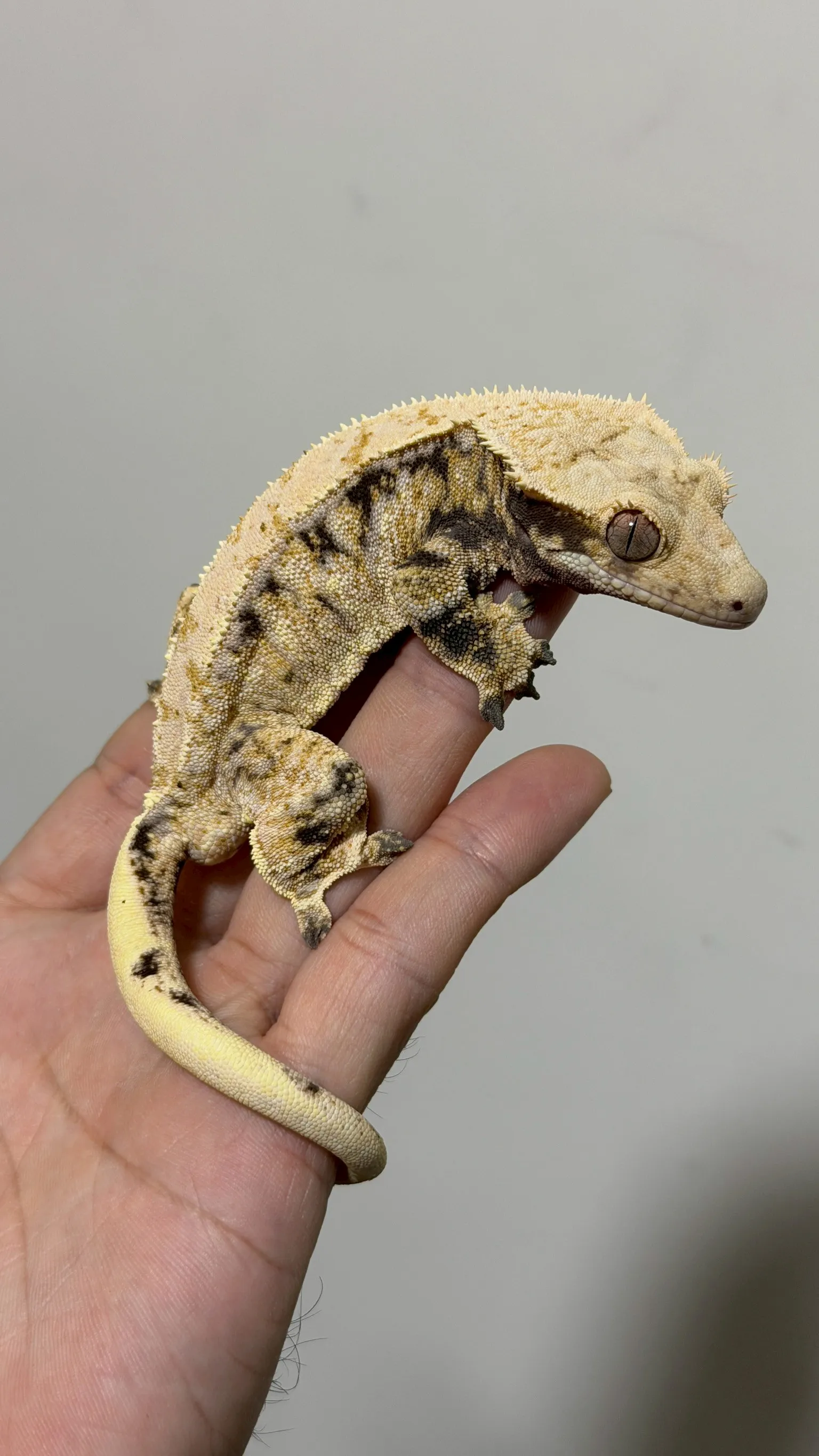 CB26 極致奶油三色