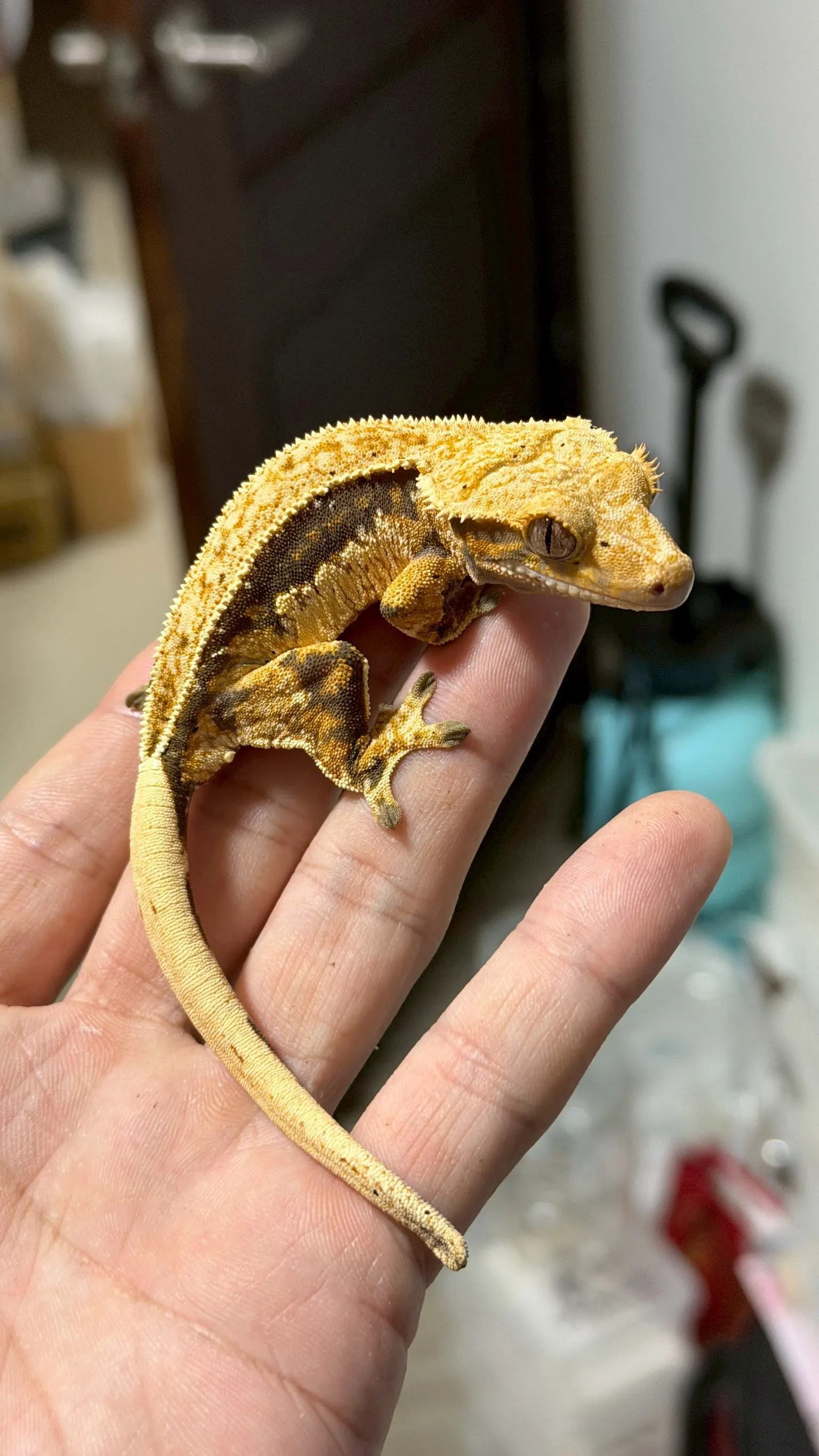 CB22 四直線帶麥町