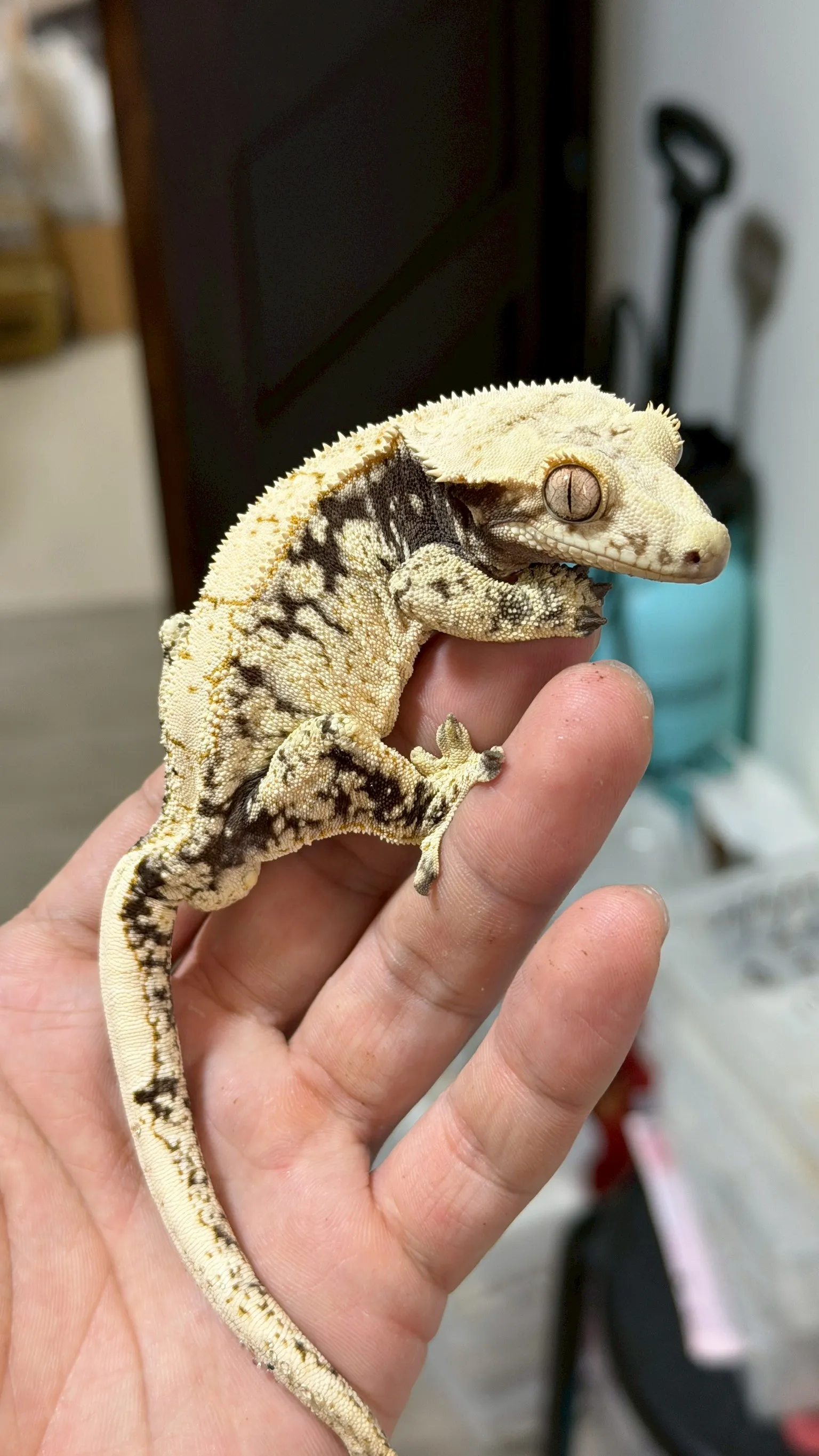 CB19 極致黑底奶油