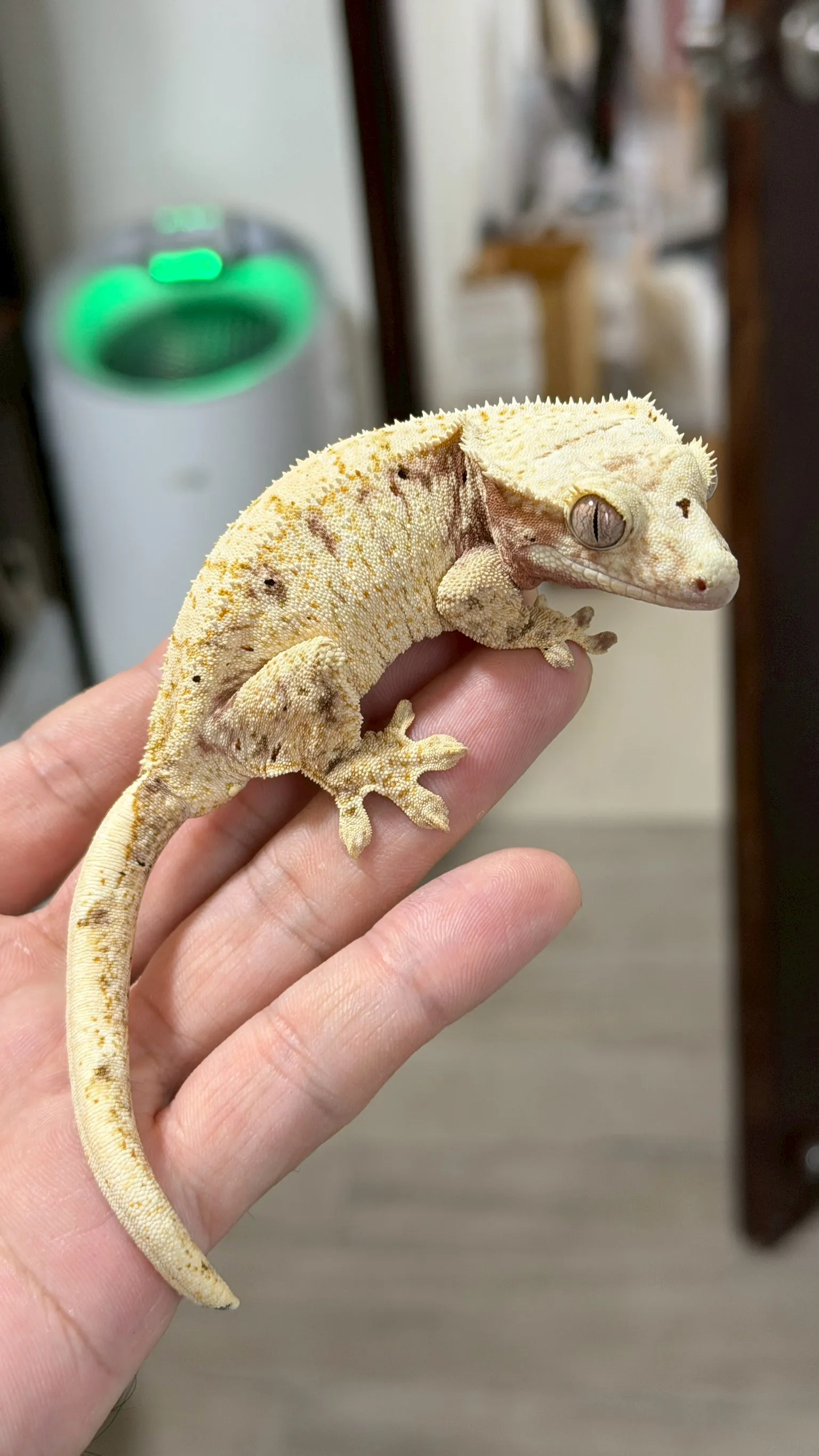 CB11 紅底奶油帶麥町