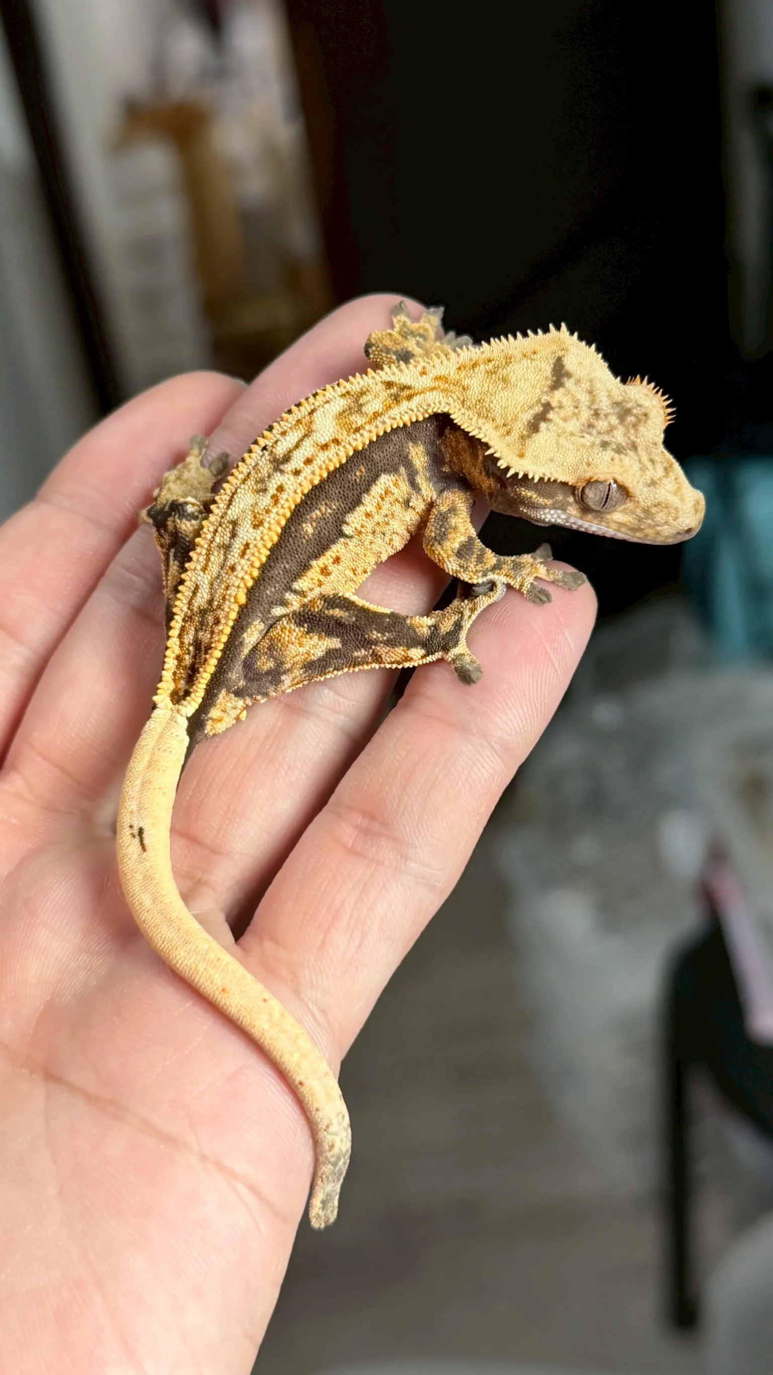 CB10 金背線超級四直線