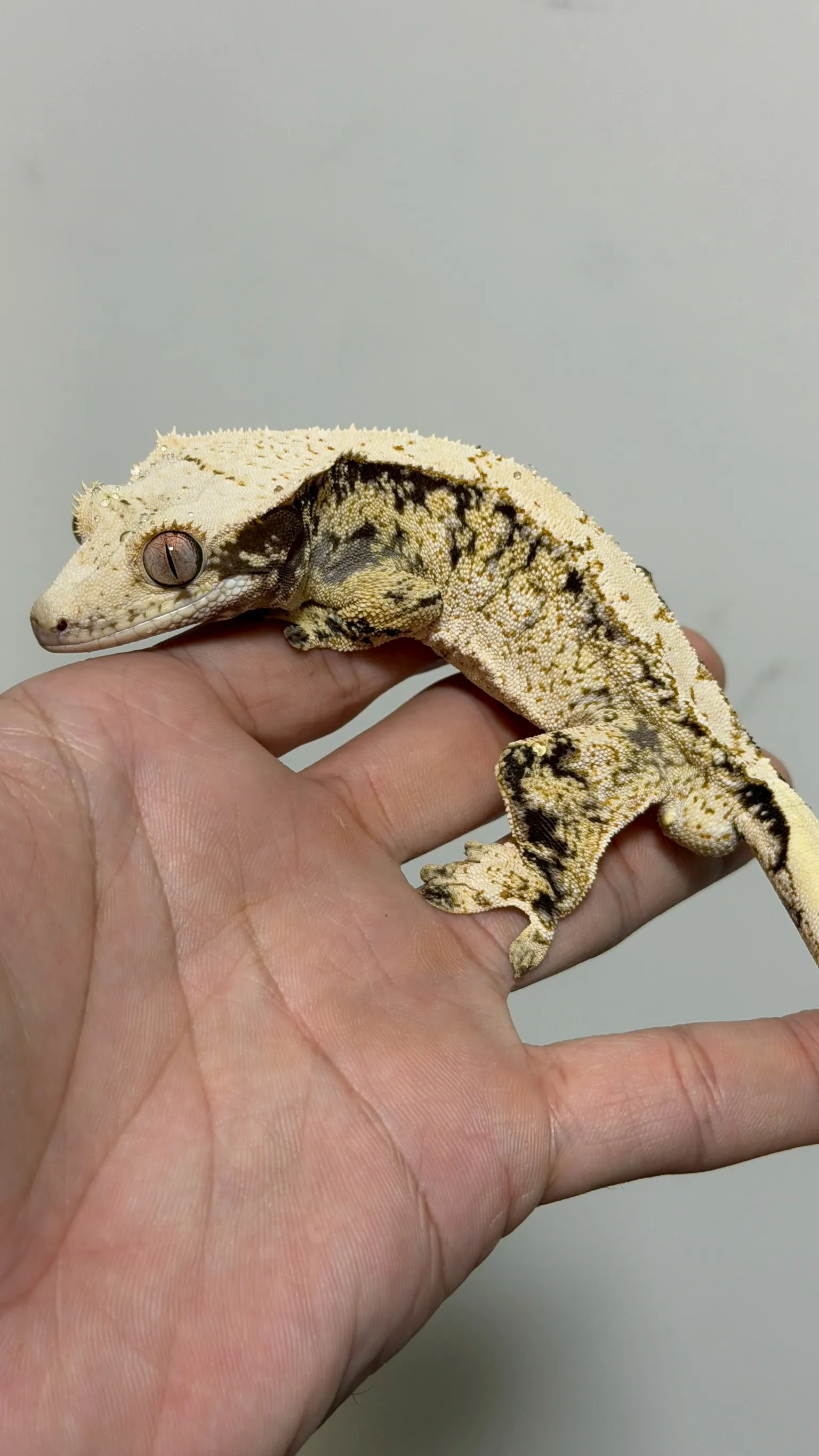 CB28 極致黑底奶油三色