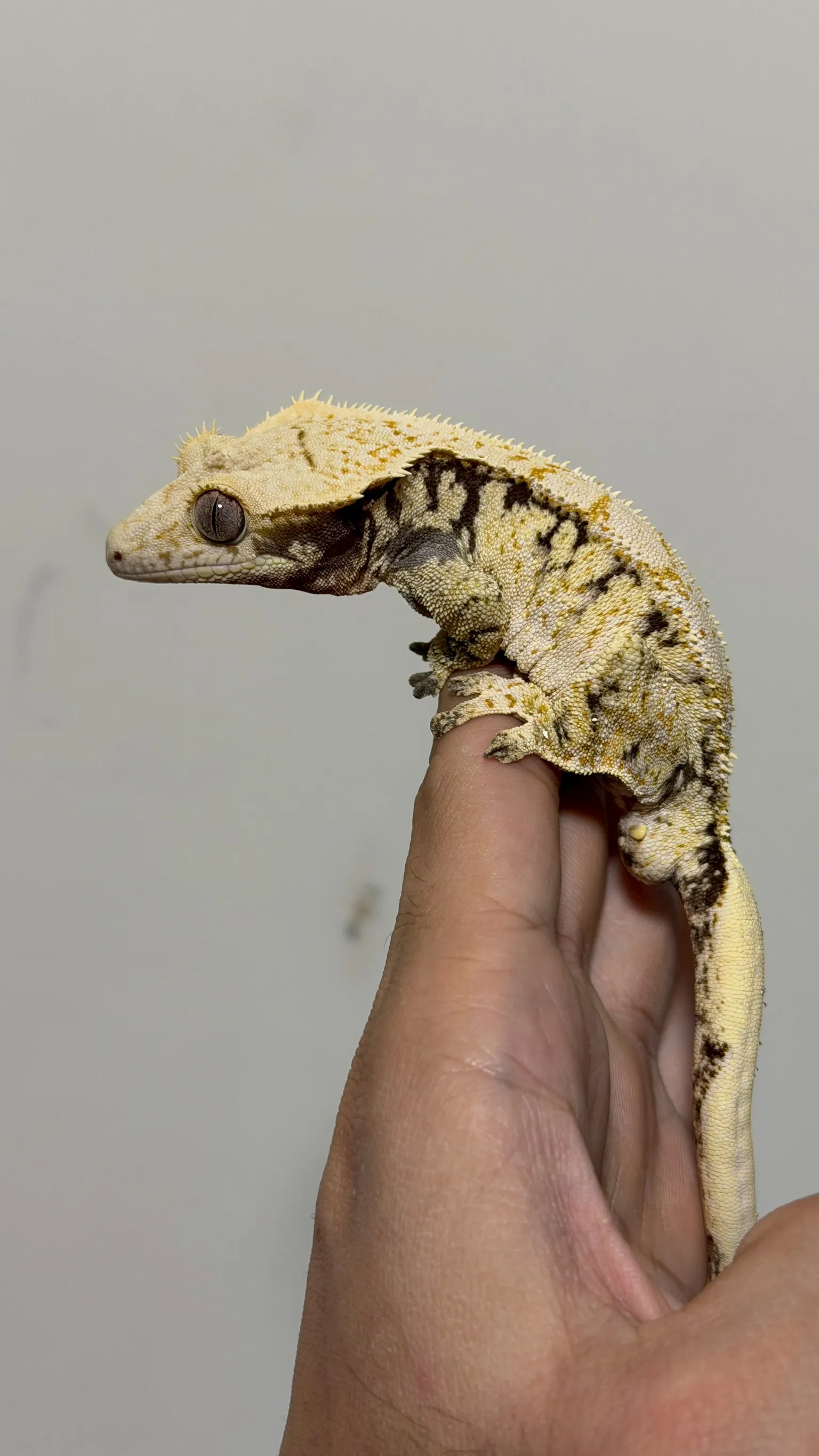 CB26-2 極致奶油三色