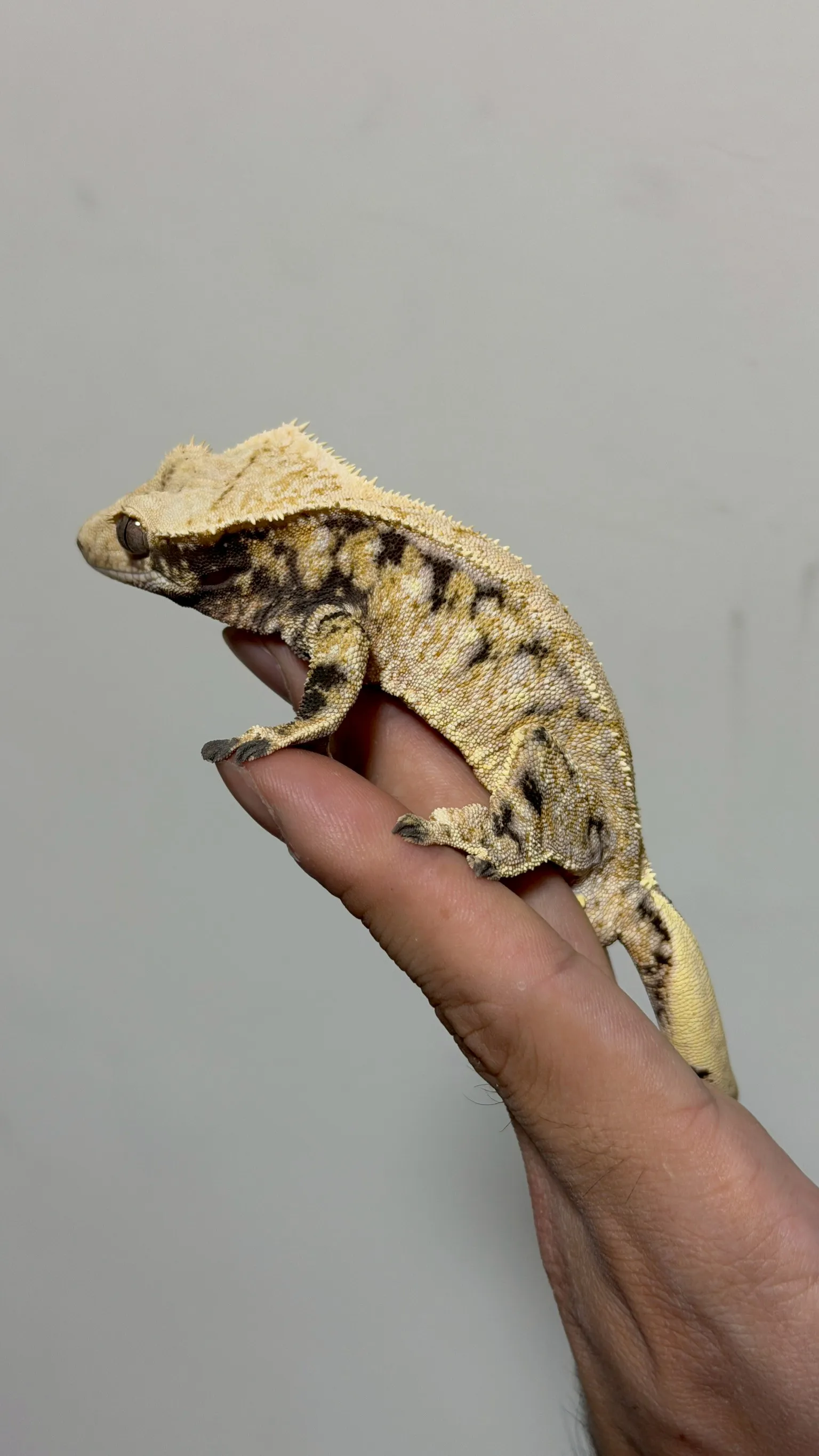 CB26 極致奶油三色