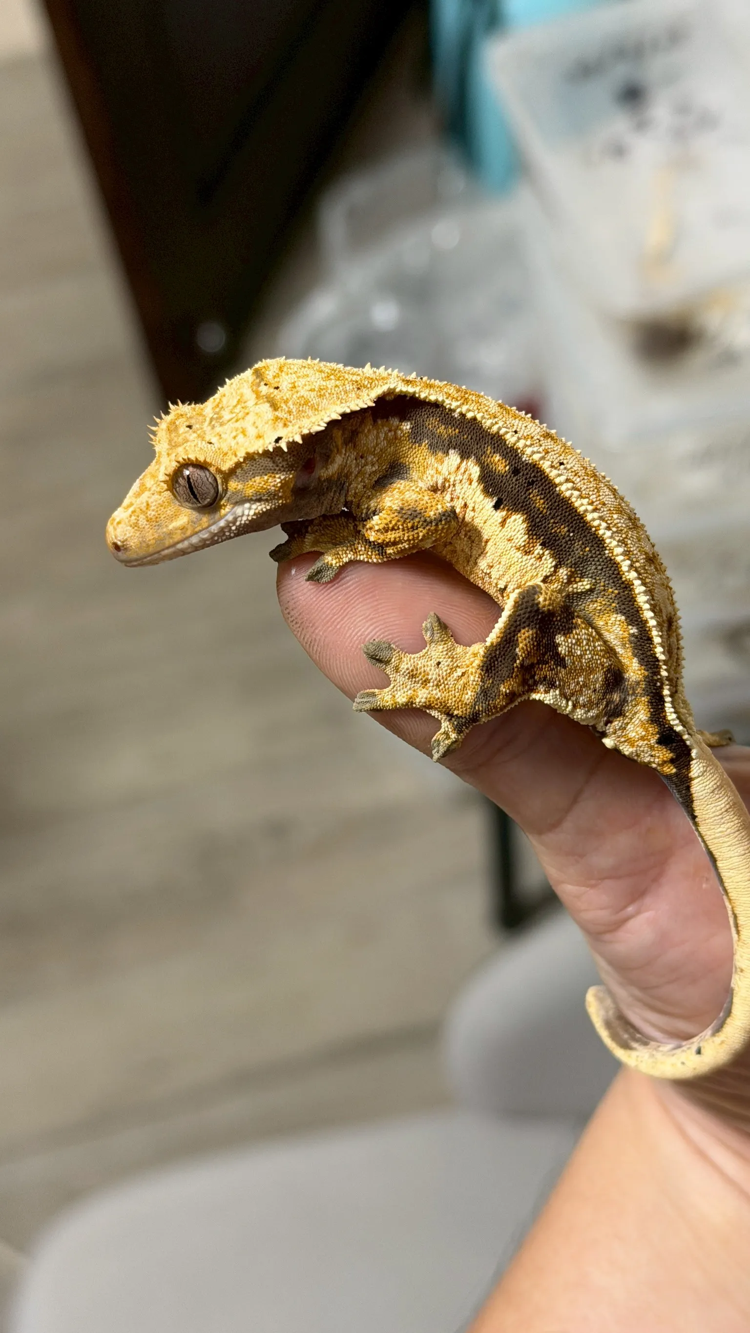 CB22 四直線帶麥町