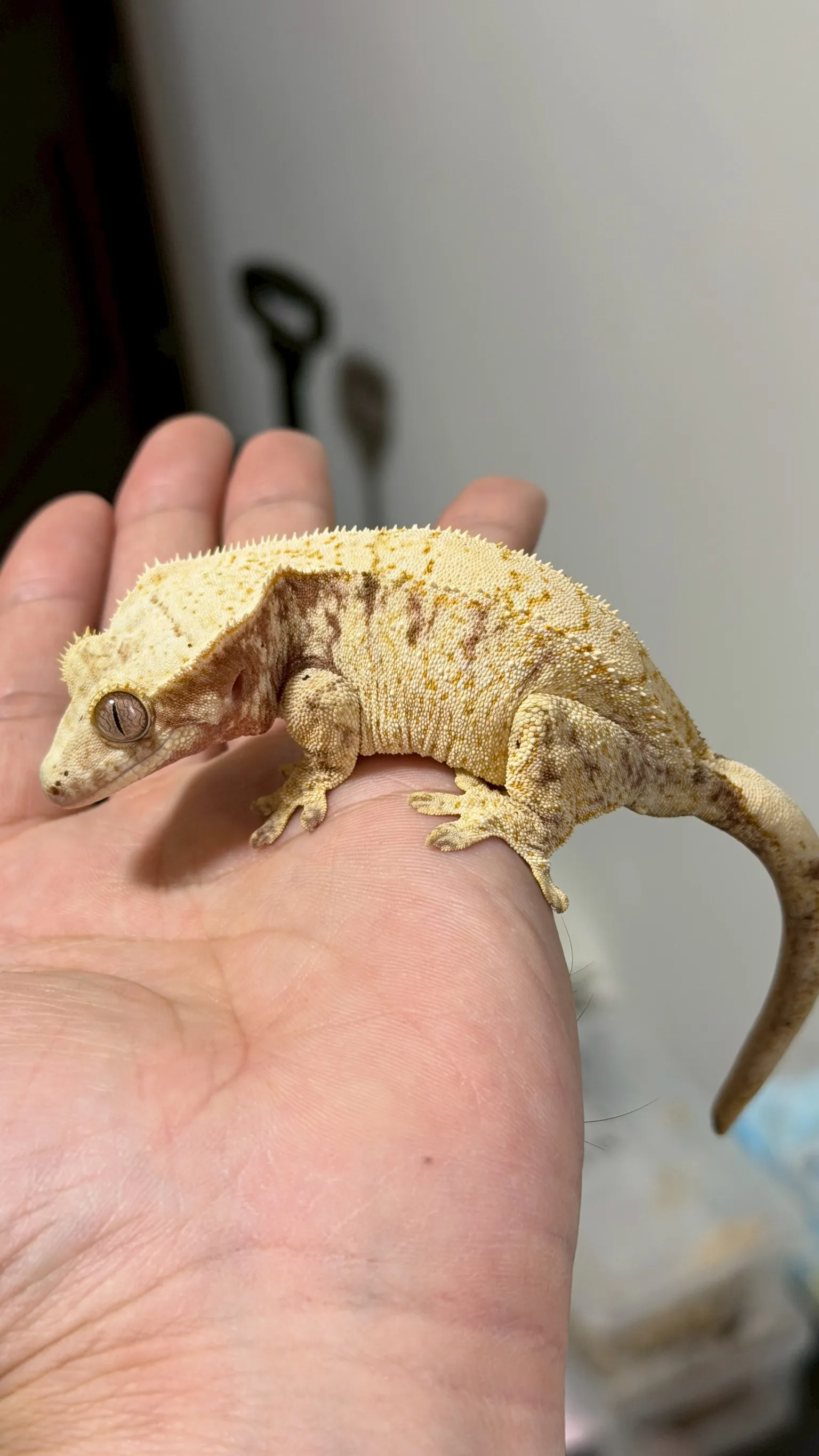 CB11 紅底奶油帶麥町