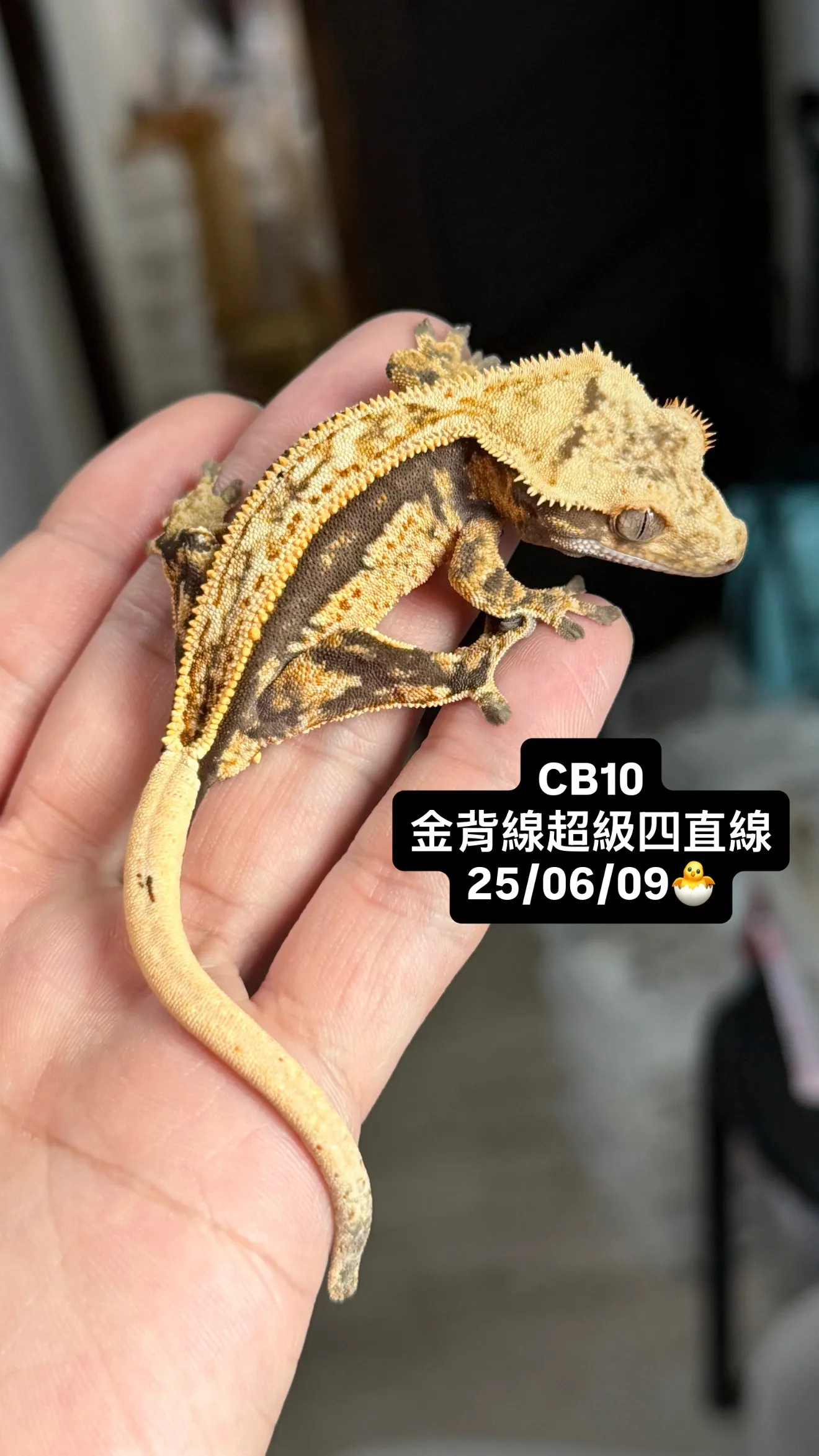 CB10 金背線超級四直線