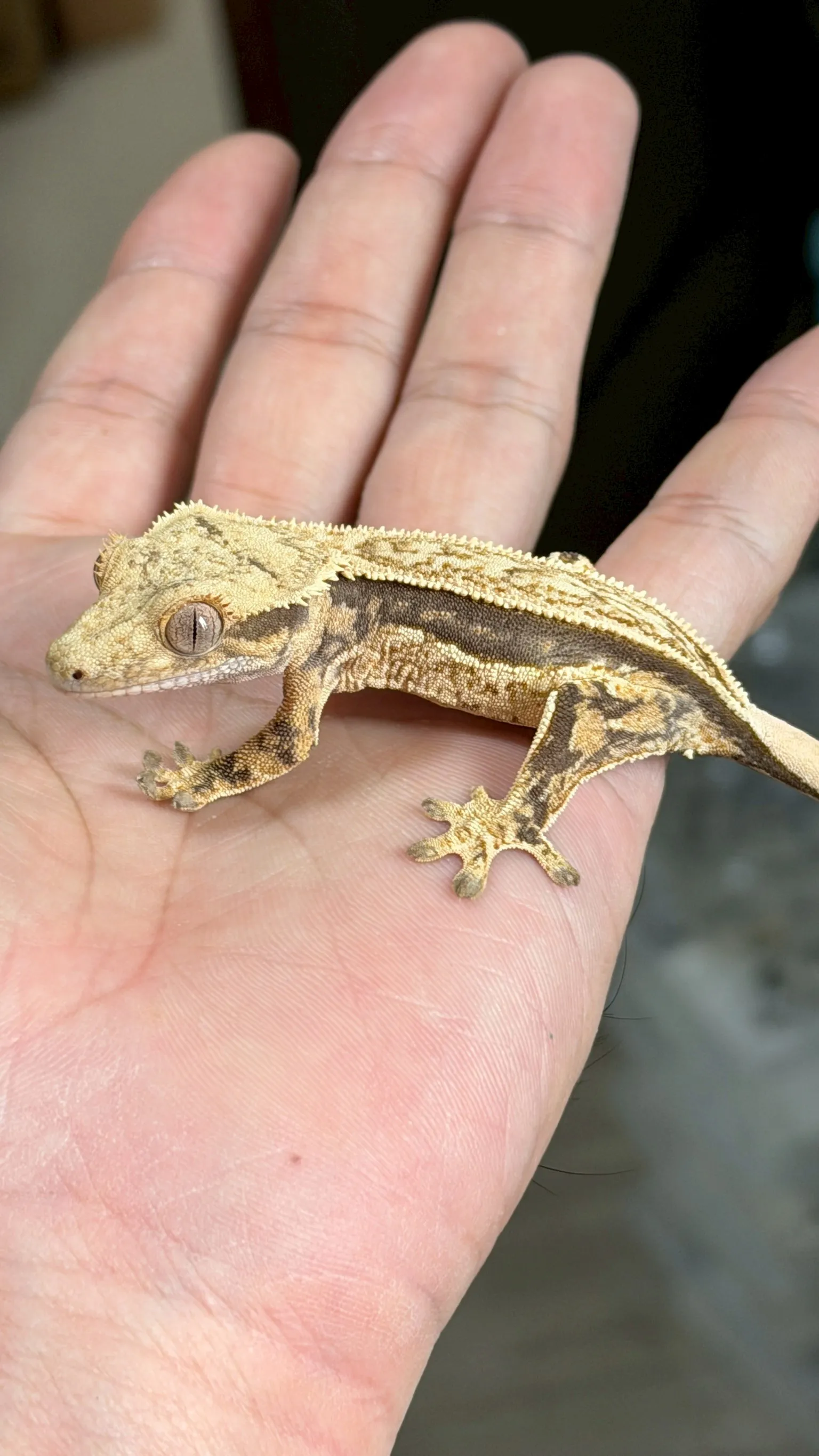 CB09 超級四直線