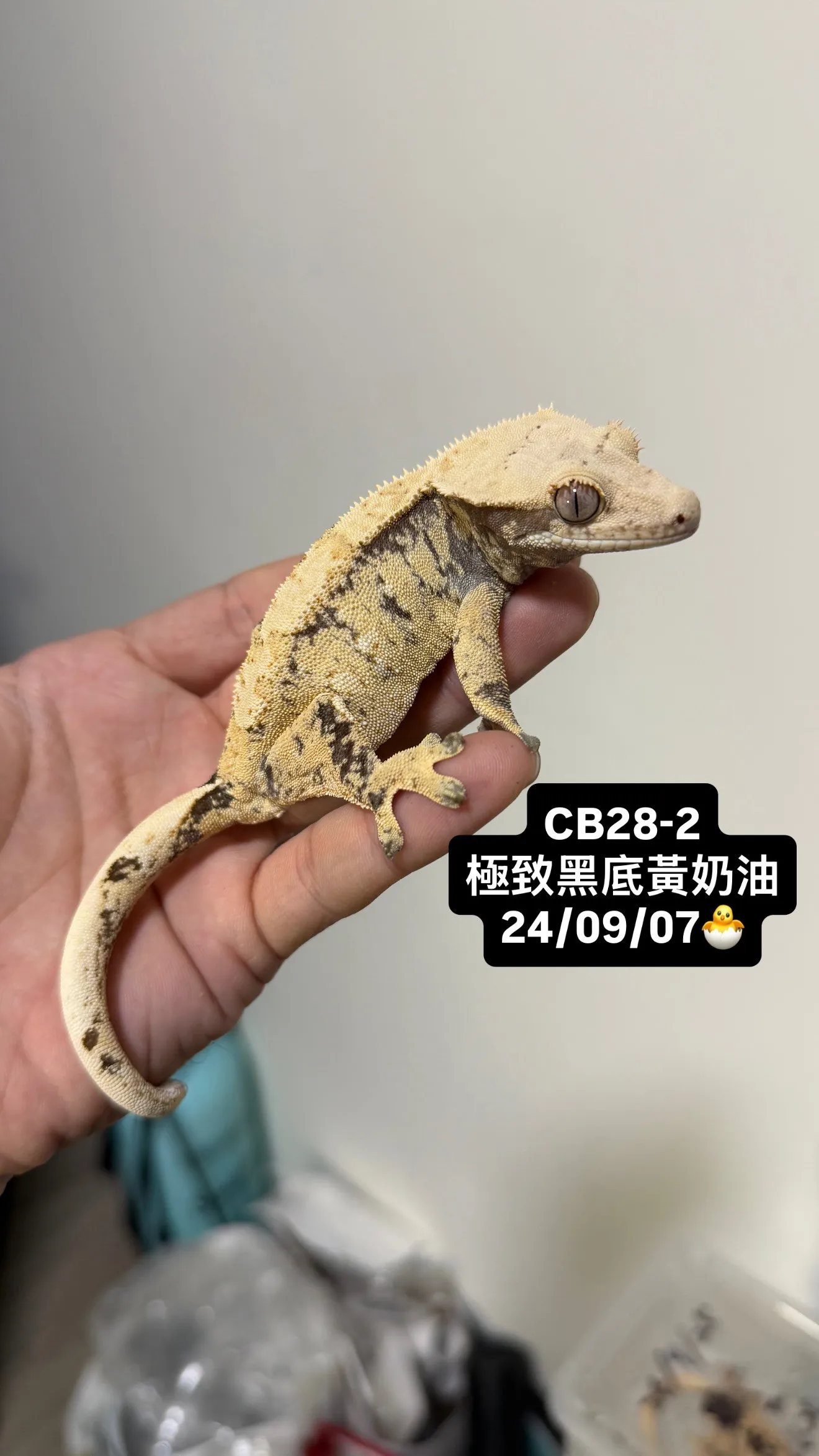 CB28-2 極致黑底黃奶油