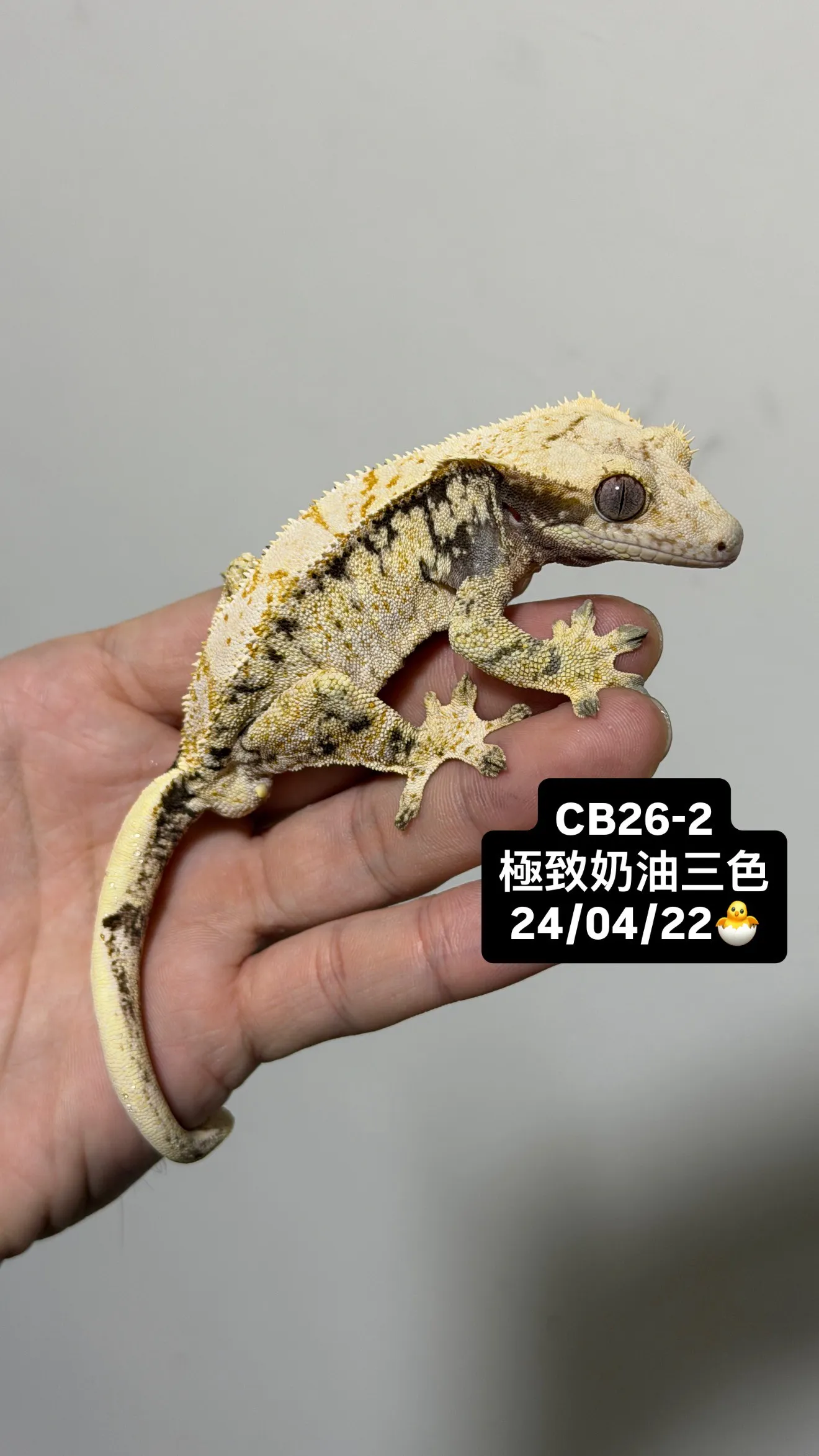 CB26-2 極致奶油三色