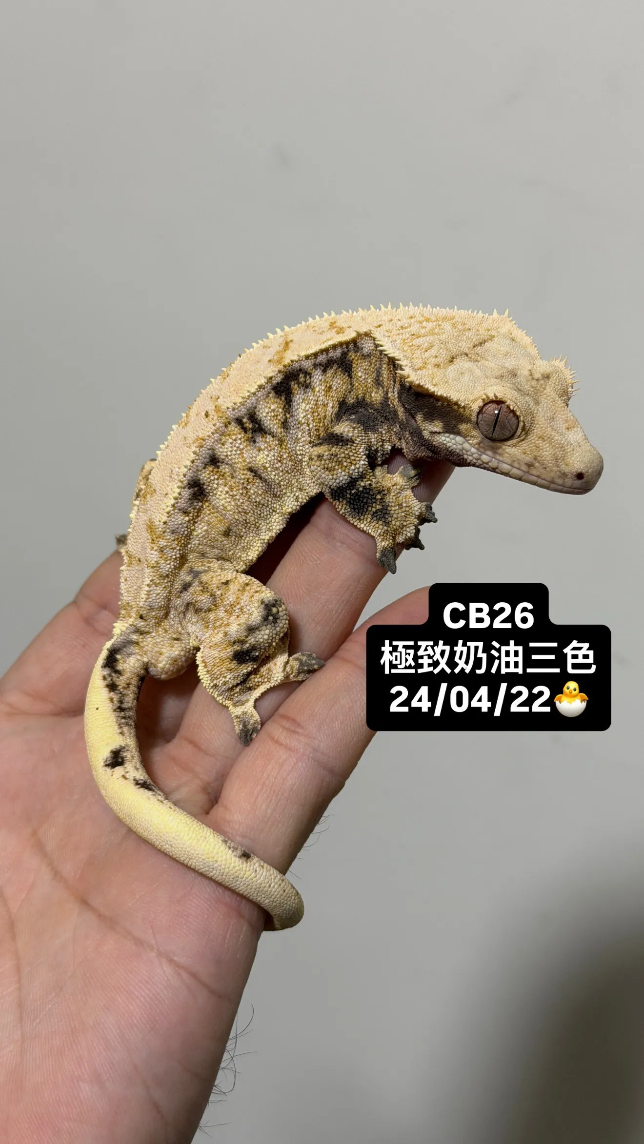 CB26 極致奶油三色