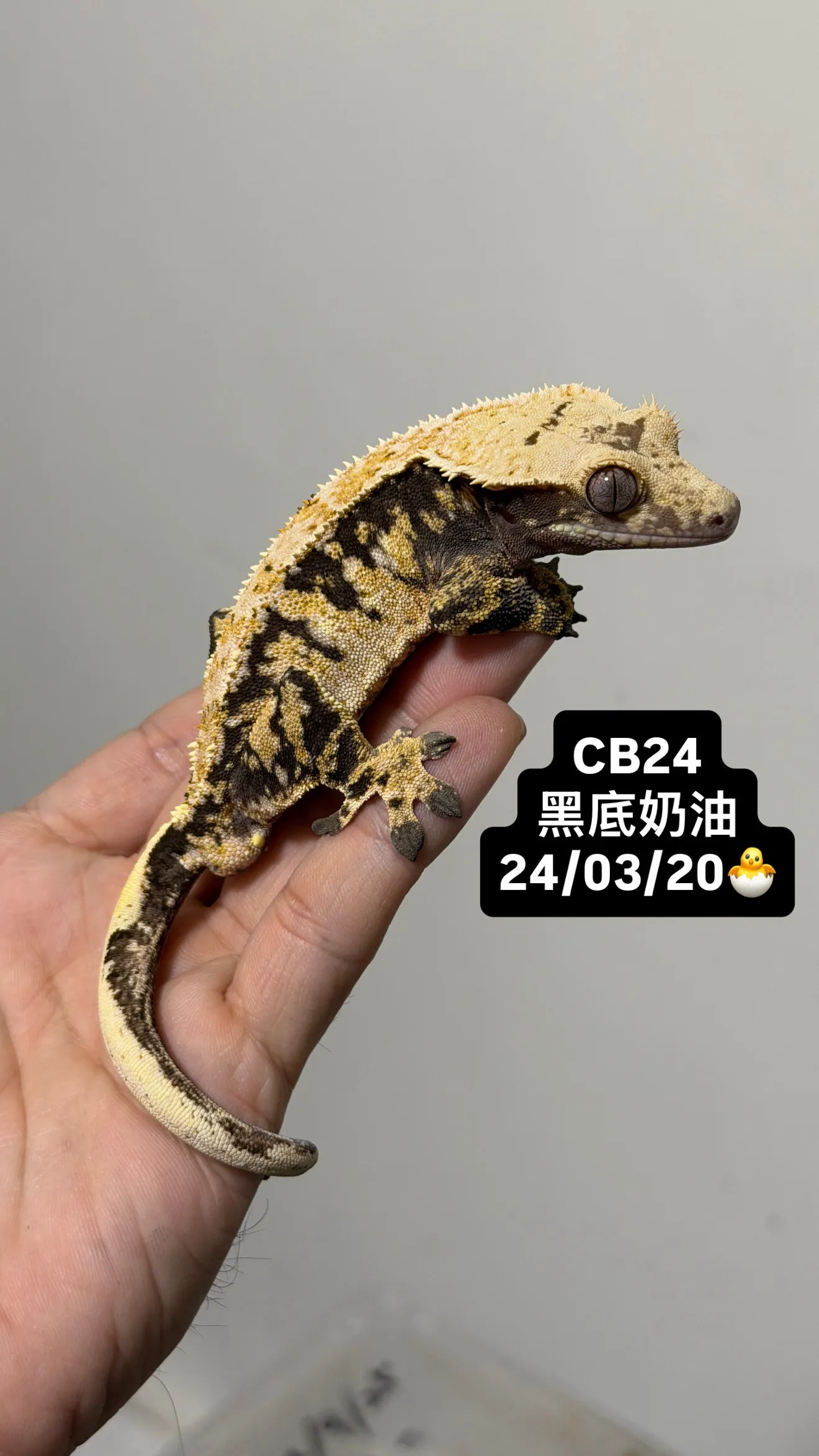 CB24 黑底奶油