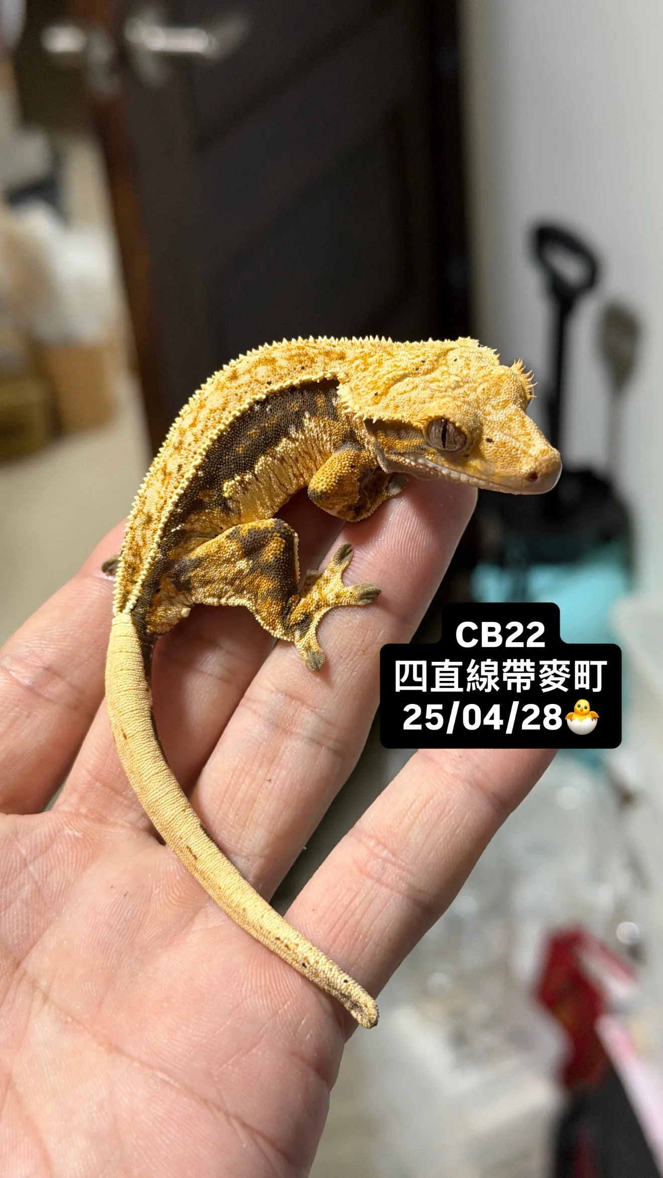 CB22 四直線帶麥町