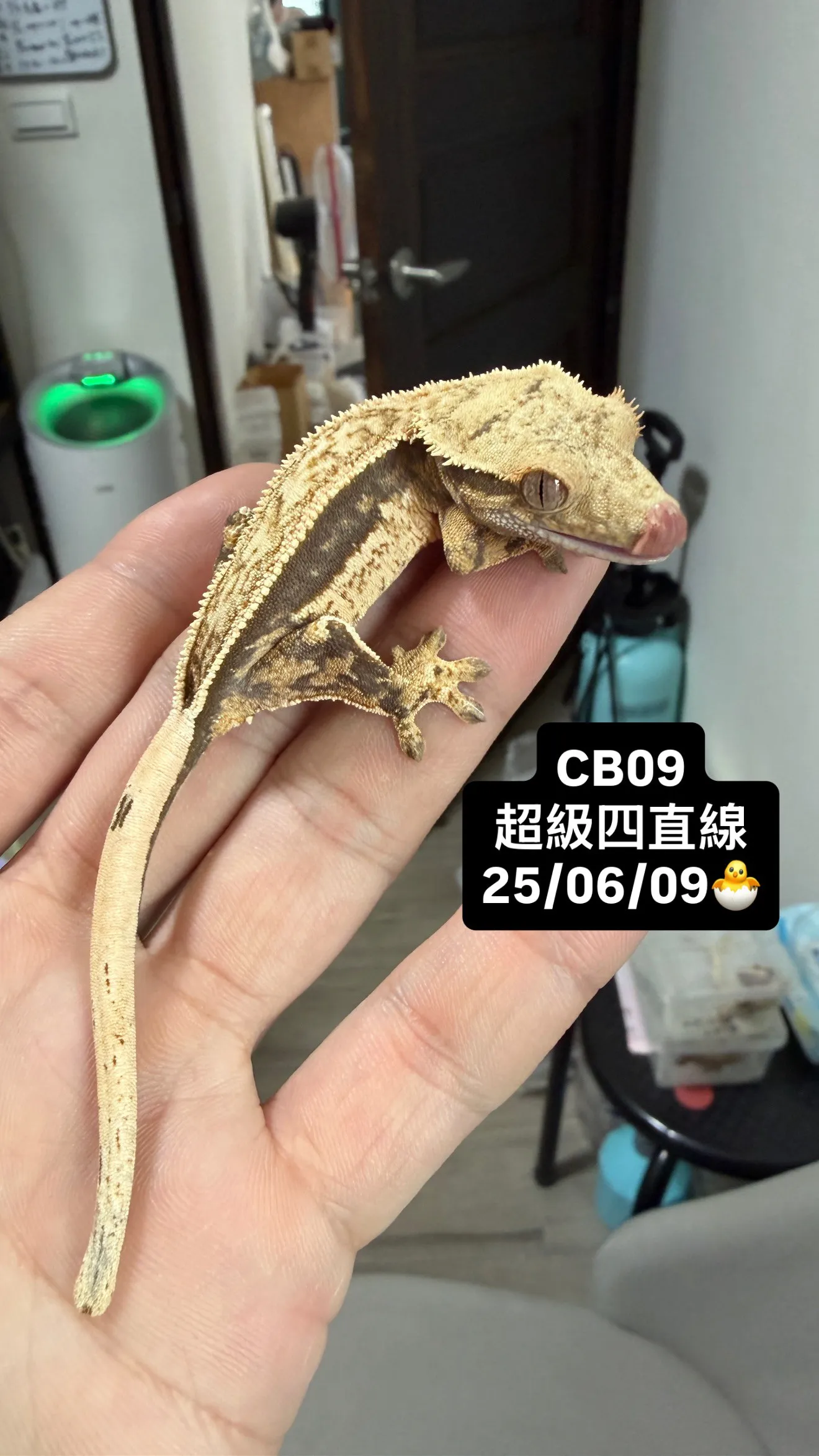 CB09 超級四直線