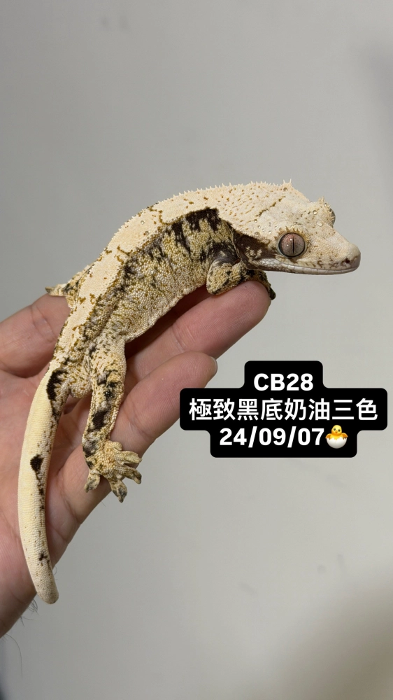 CB28 極致黑底奶油三色